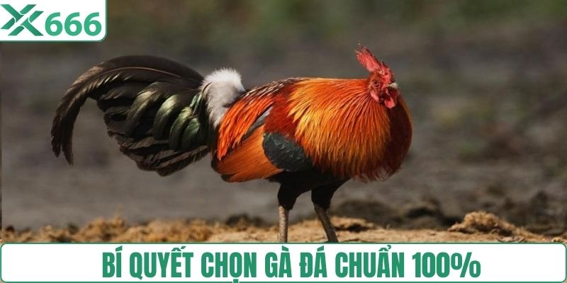 Bí quyết chọn gà đá chuẩn 100%
