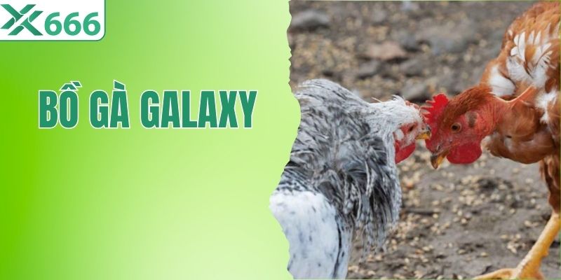 Bồ Gà Galaxy - Đấu Trường Sới Gà Uy Tín Hàng Đầu