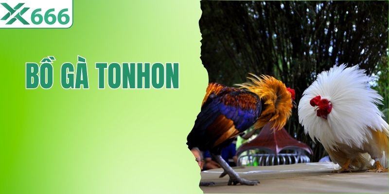 Bồ Gà Tonhon- Đấu Trường Sới Gà Uy Tín Hàng Đầu