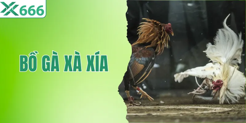 Khám Phá Bồ Gà Xà Xía Trong Đá Gà Trực Tiếp Cùng TX666