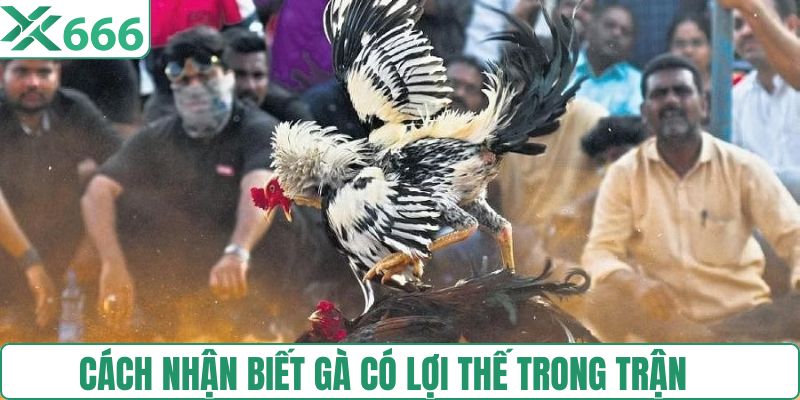 Các hình thức đá gà của thái cực phổ biến