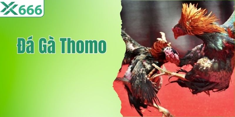 Đá Gà Thomo - Bí Kíp Bắt Kèo Chuẩn Cho Người Mới
