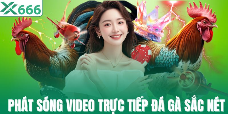 Nhà cái phát sóng video trực tiếp đá gà sắc nét
